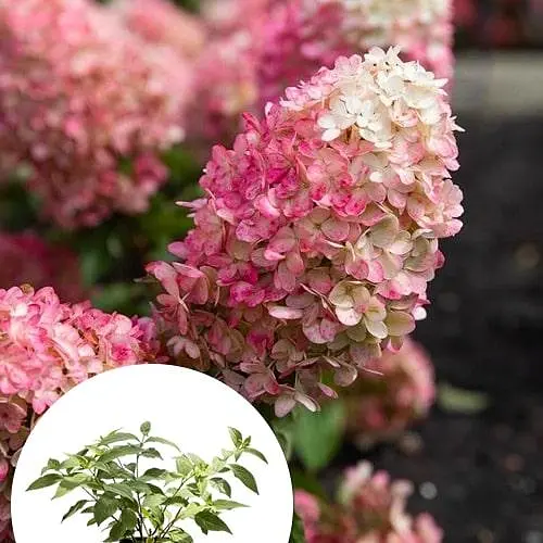 Гортензія волотиста 2-річна "Living-Rasberry Pinky" висота саджанця 20-30см (186202) 1 саженец - фото 3