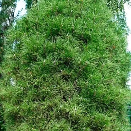 Сосна черная Agro-Market Spielberg ком/сетка высота 70-90 см 184139 1 саженец в упаковке - фото 1