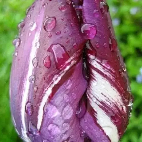 Тюльпан "Hotpants" (186309) 2 шт - фото 1