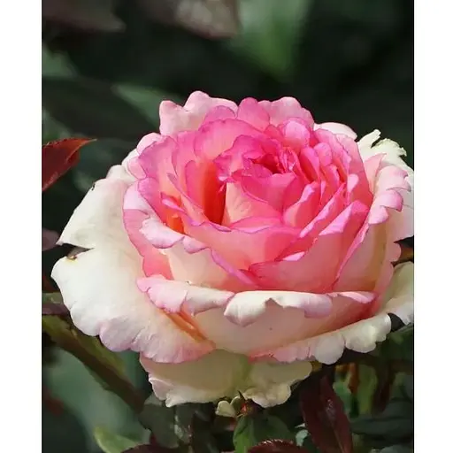 Роза в контейнере чайно-гибридная "Souvenir de Baden-Baden" (садник класса АА+) (185753) 1 саженец - фото 1