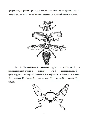 Лісова ентомологія - фото 7