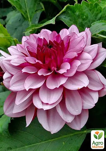 Жоржина "Creme de Cassis" (189895) 1 шт - фото 2