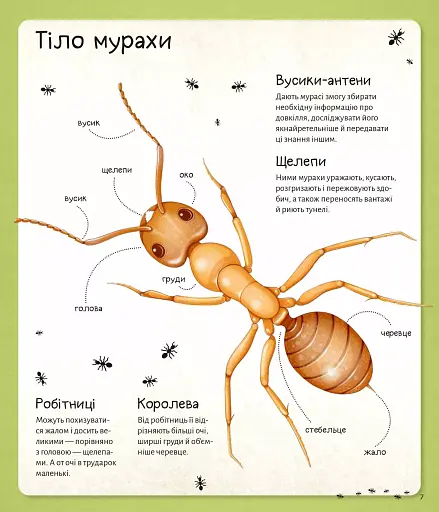 Світ мурах - фото 6