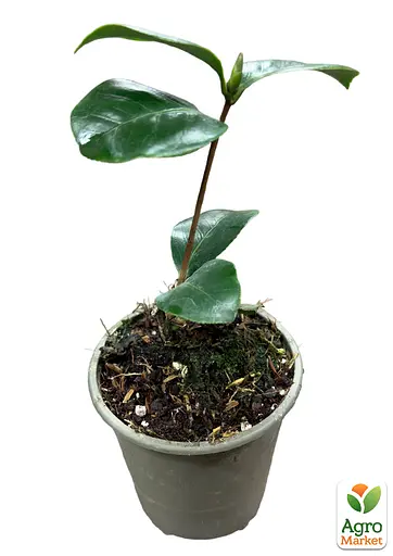 Камелия японская "Триумфаны" (181741) 1 саженец - фото 4