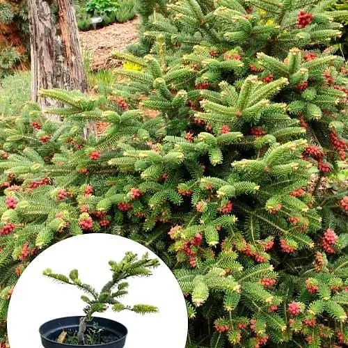 Ялиця Грецька Agro-Market 3-х річна Meyer's Dwarf висота 25-30 см 166881 1 саджанець в упаковці - фото 1