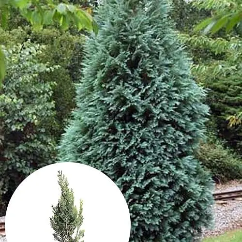 Кипарисовик Лавсона "Alumi" С3 висота 20-30см (184975) 1 саджанець - фото 3