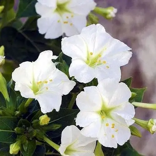 Мирабилис белый (в банке) ТМ "Весна Органик" 5г (46743) - фото 1