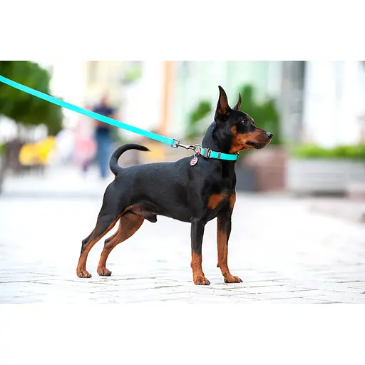 Ошейник для собак водостойкий Waudog Waterproof с QR-паспортом светонакопительная металлическая пряжка-фастекс Ш 25 мм Д 34-49 - фото 5