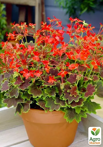 Пеларгония пестролистная "Toscana Choсolate" (185486) 1 саженец - фото 3