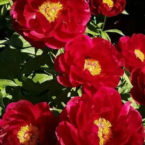 Пион травяной молочноцветковый "Flame" (178629) (Корневище) 1 шт - фото 1