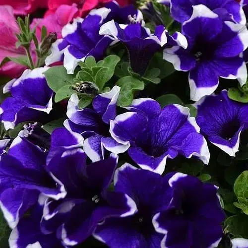 Петуния ампельная Crazytunia "Blue Picotee" (189793) 1 саженец - фото 1