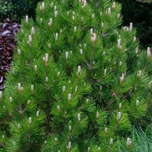 Сосна привитая Agro-Market 2-х летняя белокорая Compact Gem С2 высота 25-30 см 187453 1 саженец в упаковке - фото 1