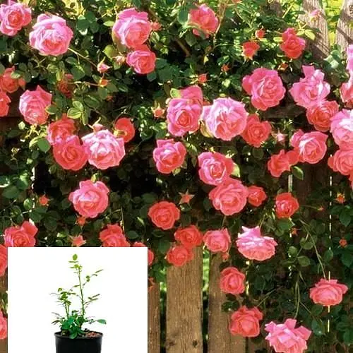 Роза в контейнере английская плетистая "Queen of Hearts" (садник класса АА+) (152657) 1 саженец - фото 2