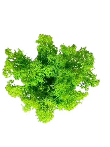 Кашпо горшочек со стабилизированным мхом Грут Groot G1 - фото 5