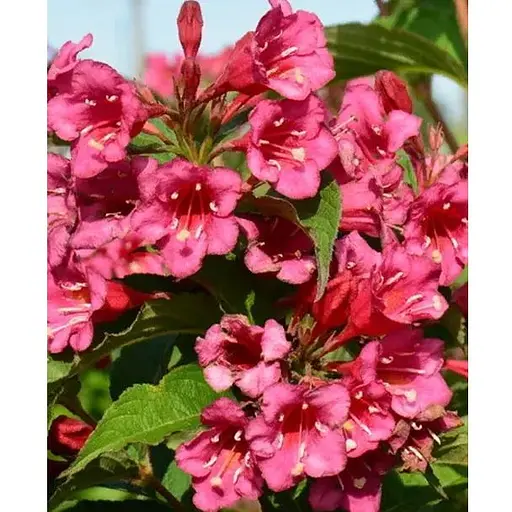 Вейгела квітуча 2-річна "Bristol Ruby" С1 висота 20-40см (185278) 1 саженец - фото 1