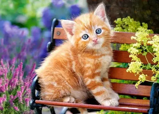 Пазл Castorland puzzle Рыжий котенок, 500 эл. ( B-52240) - фото 2