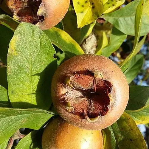 Мушмула 2-річна Agro-Market Німецька Mespilus germanica 188736 1 саджанець в упаковці - фото 1