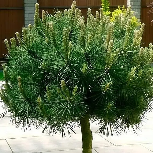 Сосна привитая Agro-Market 2-х летняя чёрная Summer Breeze С2 высота 25-35 см 187450 1 саженец в упаковке - фото 1