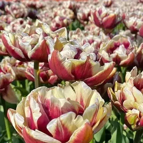 Тюльпан "Wyndham" (174813) 2 шт - фото 1