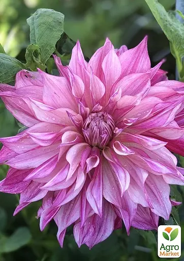 Жоржина "Cafe Au Lait Royal" (гігантська квітка) (116596) 1 шт - фото 2