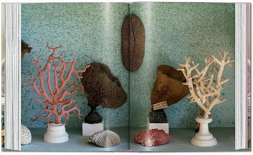 Cabinet of Curiosities - фото 6