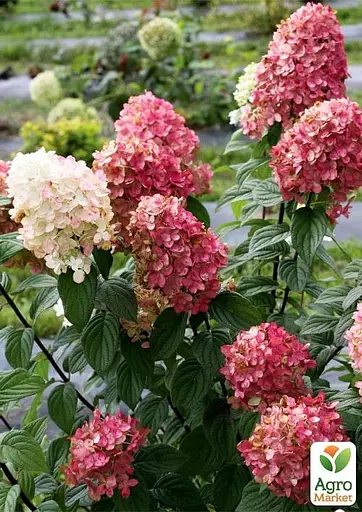 Гортензія 3-х річна волотиста "Fire Light" (103276) 1 саженец - фото 3