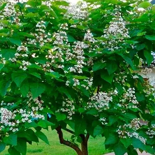 Катальпа бигнониевидная (Catalpa bignonioides), С3 высота 40-60 см (187719) 1 саженец в упаковке - фото 1