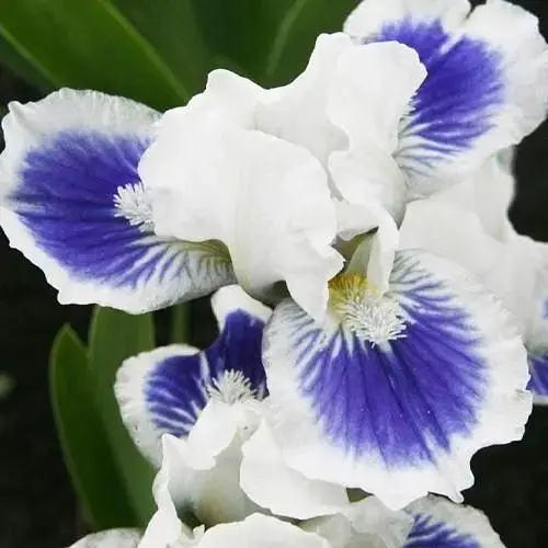 Ирис карликовый "Big Blue Eye" 1 шт (25626) - фото 1