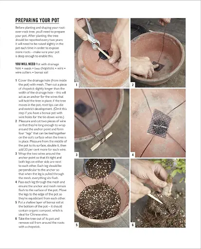 Grow Bonsai - фото 12