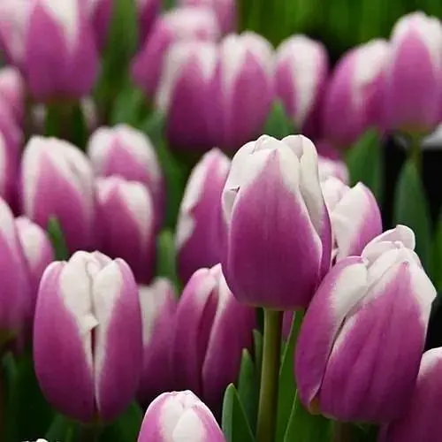 Тюльпан "Librije" (181262) 2 шт - фото 1