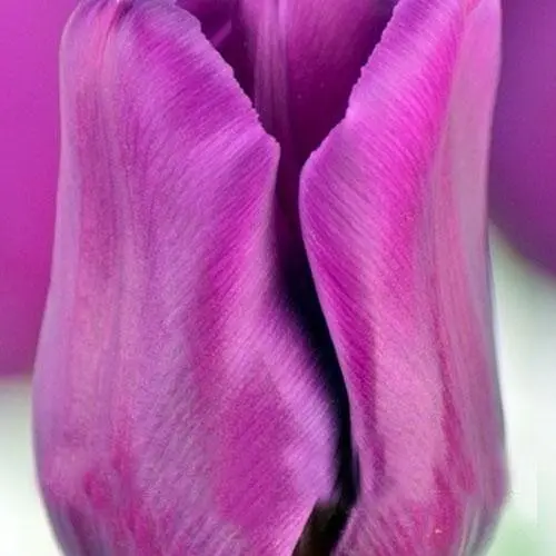 Тюльпан "Passionale" 3 шт (17046) - фото 2