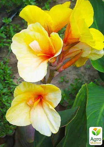 Канна "Louis Cottin" 1 шт (35489) - фото 4