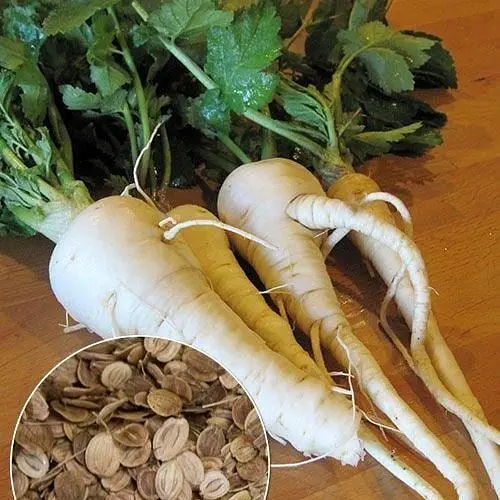 Пастернак ТМ "Весна"  5г (13399) - фото 1