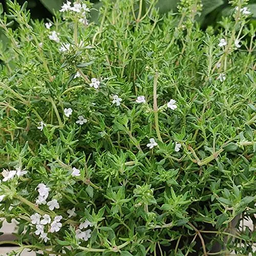 Тимьян "Orangelo" (редкий сорт с апельсиново-пряным ароматом листьев) (189777) 1 саженец в упаковке - фото 1