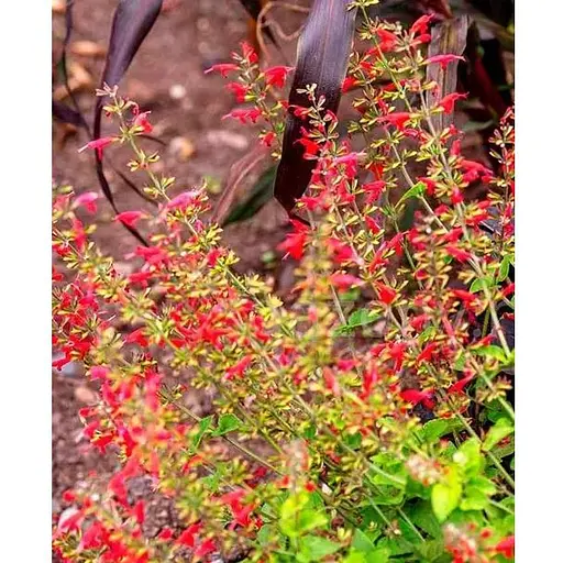 Шавлія блискуча "Pino" (186531) 1 саженец - фото 1