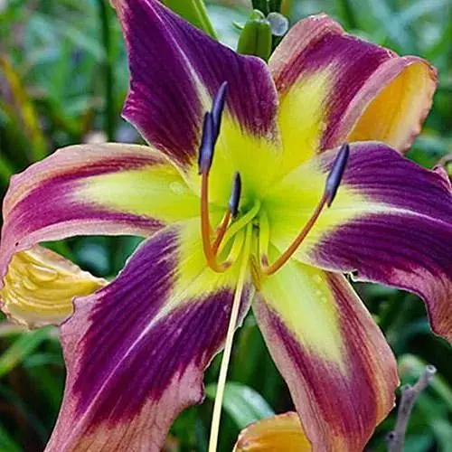 Лилейник "Spacecoast Eye of the Tiger" (185306) 1 шт - фото 1