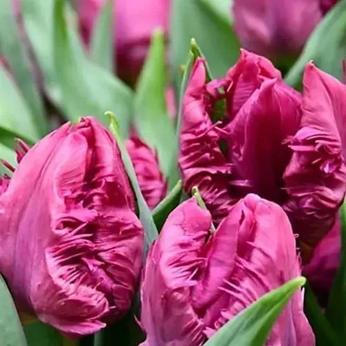 Тюльпан "Parrot Prince" (174812) 3 саженца Нідерланди - фото 1