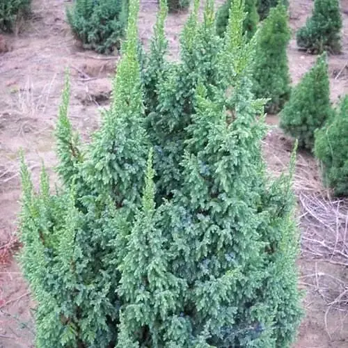 Можжевельник чешуйчатый 3-летний Loderi С2 высота 20-25см (189226) 1 саженец - фото 1