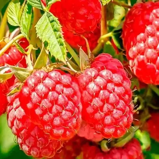 Малина Agro-Market "Персея" (ранний срок созревания, высокоурожайный сорт) 1-летний саженец (189476) 1 шт в упаковке - фото 1