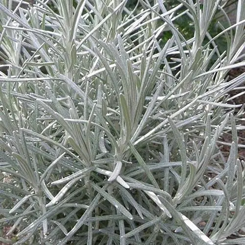 Міні-карі (Helichrysum italicum Aladin) (49831) 1 шт в упаковці - фото 1