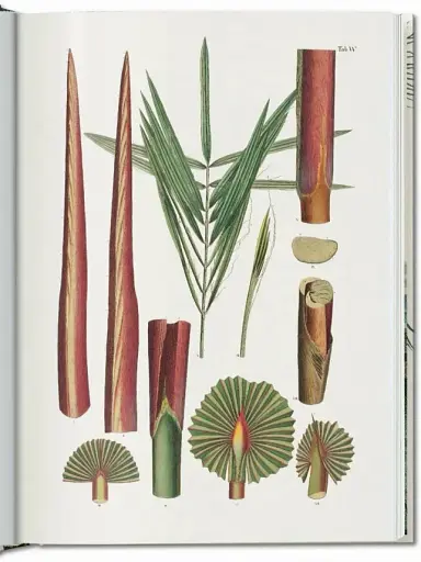 The Book of Palms - фото 13