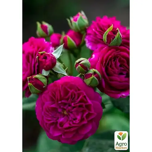 Троянда шраб Agro-Market Purple Lodge у контейнері вищий сорт (190050) 1 саджанець в упаковці - фото 1