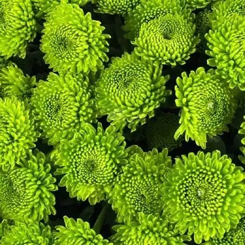 Хризантема мультифлора куляста "Makrut" (189657) 1 саженец - фото 1