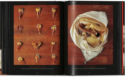 Anatomical Waxes. 45th Edition - фото 22