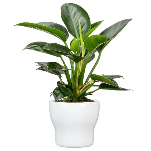 Кашпо для квітів Scheurich FunFiesta кераміка 18 см білий (4002477682099) - фото 2