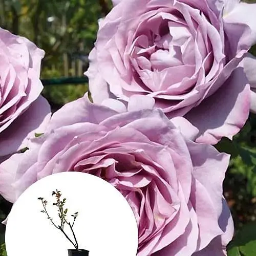 Роза флорибунда Agro-Market Новалис' в контейнере, высший сорт (185415) 1 саженец в упаковке - фото 2