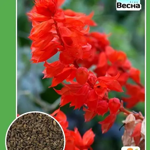 Сальвия блестящая Весна 0.1г (13069) - фото 3