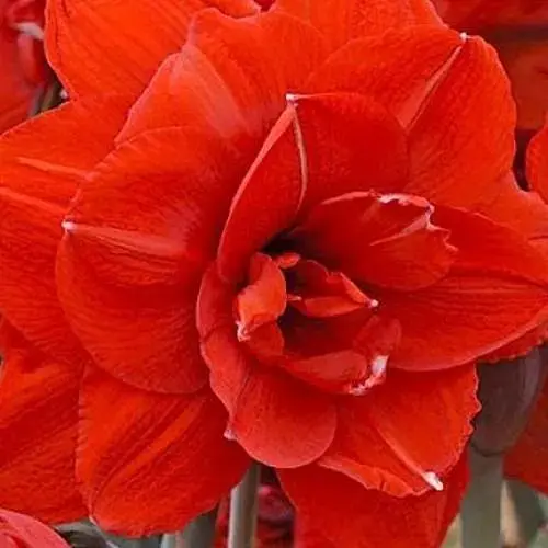 Гиппеаструм махровый "Double King" (Амариллис) (118671) 1 шт - фото 1