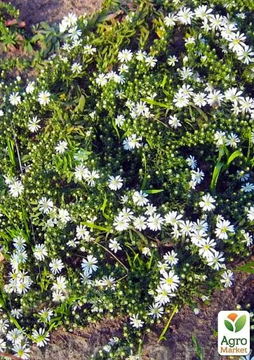 Айстра грунтопокривна "Snow Flurry" (контейнер № 10) (47986) 1 саженец - фото 2