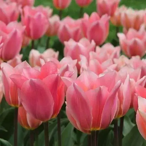 Тюльпан "Albert Heijn" (размер 11/12, большой) 3 шт (16911) - фото 1